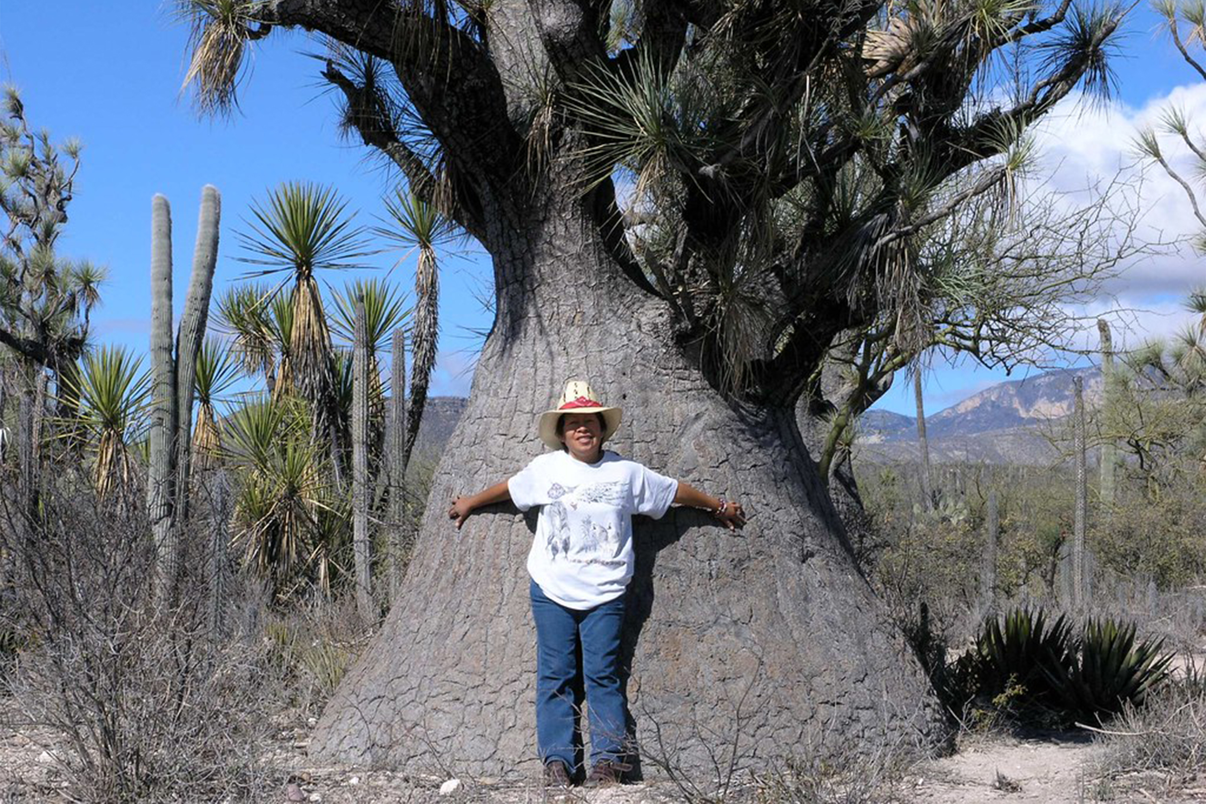 超级酒瓶丝兰：来自墨西哥的“象腿树”